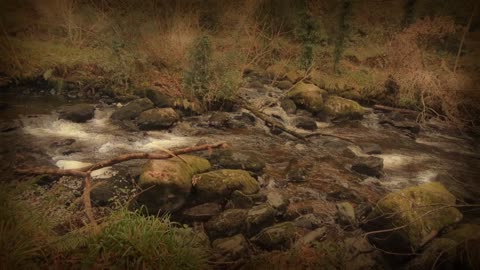 Vartry river walk, Devils glen, Wicklow, Ireland