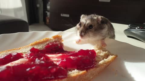 Hamster eating a jam sandwich