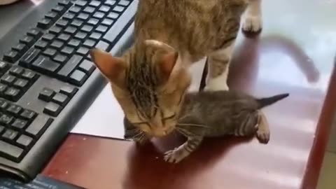 Mother Cat finds his kitten in danger - Love of mother #cat #mother