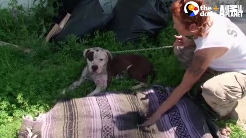 Rescuers Thought Injured Dog Was Dead | The Dodo