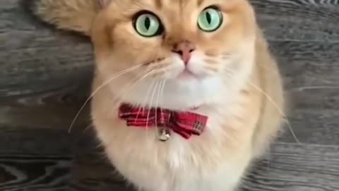 Cute Kitten Funny Videos 😍 | Best Funny Cat videos