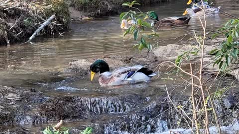 Just Ducking around!