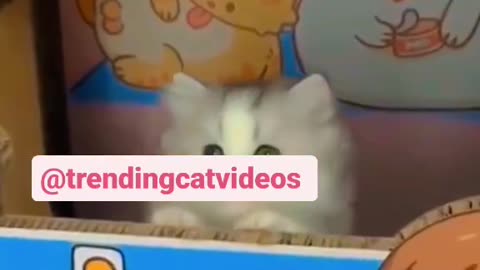 Cute cats viral videos ❤🐱🐈😍