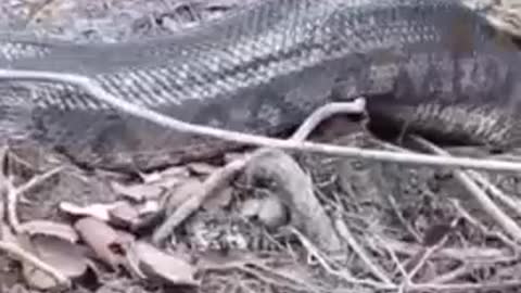 Giant Anaconda Snake in the Amazon