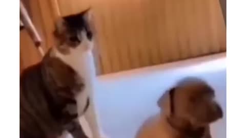 A cat woke him up to slap him