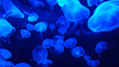 jellyfish