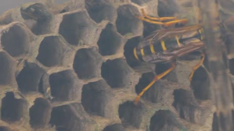 THE BRUTAL BATTLE OF THE WASP SPIDER AND WASPS FROM THE WASP NEST! [Live feeding!]-10