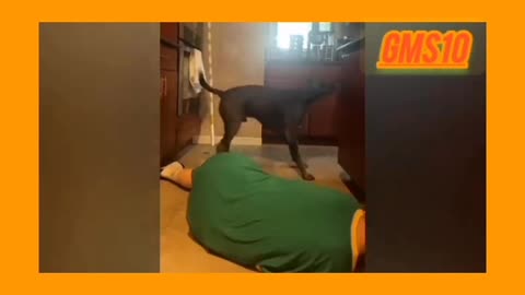 Funny dog 🐶 video 😍