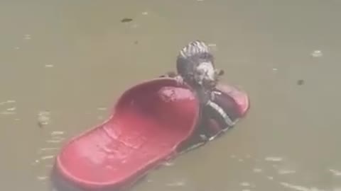 A rat crosses the river on a soles for fear of drowning