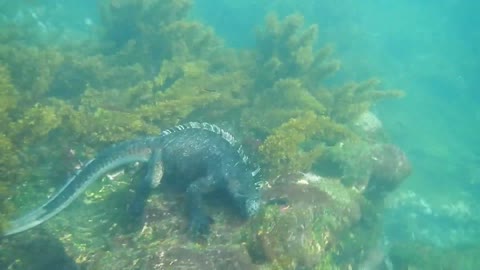 Scuba divers spot a creature that surprises the Galapagos Iguana