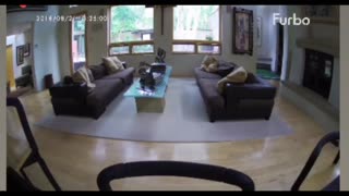 Dog Alerts Owner That There's A Bear In The House!