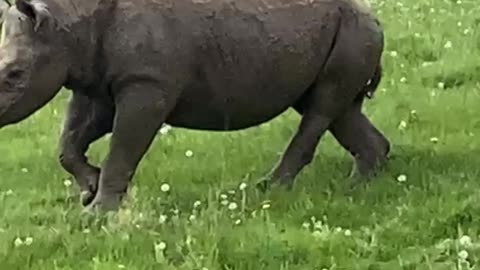 The rhino's running to you