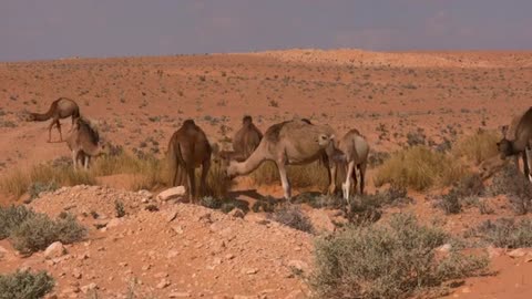 Sahara desert& dubai desert | drone fottage