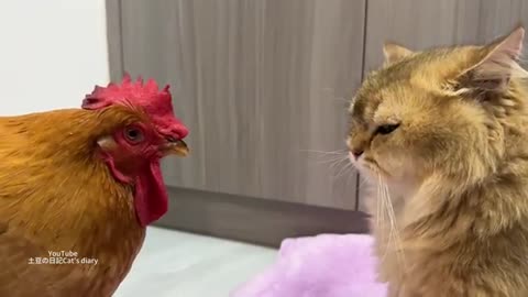 "Surprised Hen Meets Fatty Cat Who Wants to Be Mama to Her Chicks Again"