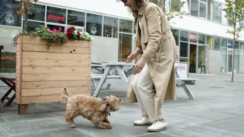 der schönste hund weit