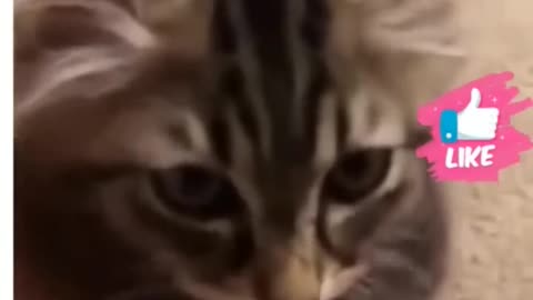funny cat action viral video