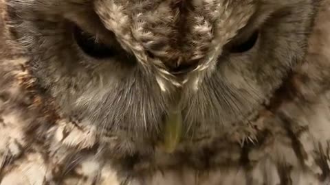 Cute Owls Part 5