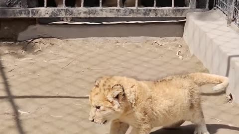 Dog want to Play with Little Lion Cub | Nouman Hassan |
