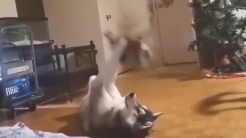 Funny Dog and cat