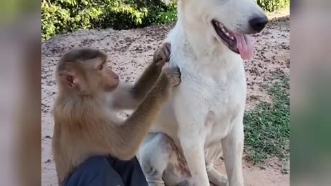 Dog and monkey funny video.. #funny video