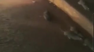 Pack of rats run freely near the Pietermaritzburg CBD