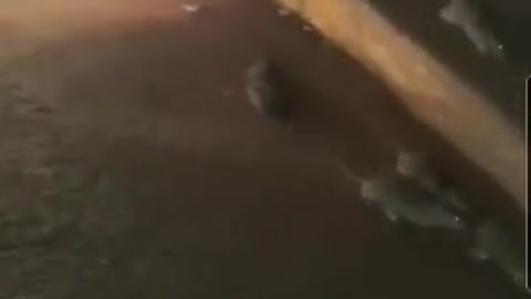 Pack of rats run freely near the Pietermaritzburg CBD