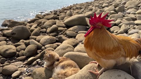 so funny and cute🤣!The kitten took the rooster on an outdoor trip.The happiest rooster in the world