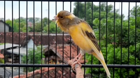 CANARY BIRD CHIRPING MOODLY