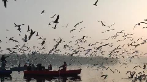 A Flock Of Seagulls Flying Over A Body Of Water