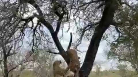 Leopard Duo Hoists Impala Kill Outwits Hyena In Daring Escape