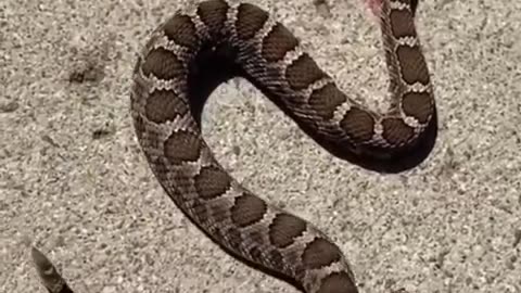 Headless Rattlesnake Bites Itself" - Unravel the Bizarre Phenomenon in the Serpent Realm! 🌿📽️