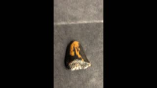 Shark Tooth Fossil 🦈 Found in Florida #mondaydigs #viral #treasure #amazing #fossil #shark #bones