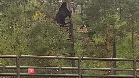 Just 300kg of brown bear…in a tree 🌲🐻