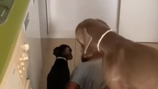 Man Tests His Dogs' Reactions