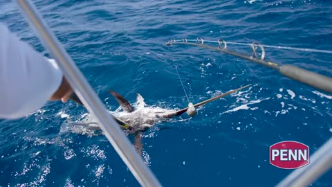 Fishing with Huge Squid as Bait to Catch Something Bigger