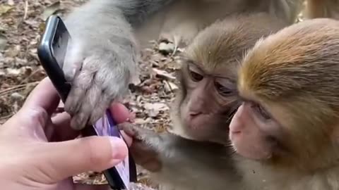 Cute Monkeys have no idea what's that 😂😂🥰