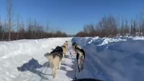 Stunning Husky Dog Sledding & Mushing Experience in Fairbanks, Alaska with Pick up Serivice