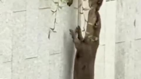 How These Otter Crossed The Wall