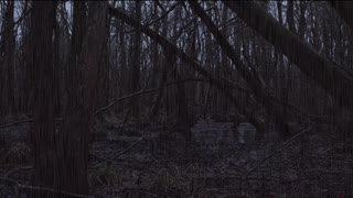 Reels 4K Raining In Forest Sounds Ambience