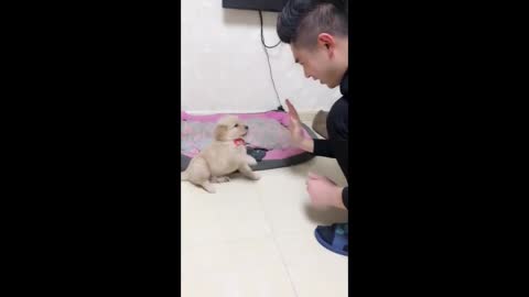 small cute puppy have fun with him owner