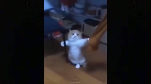 CUTE AND FUNNY CATS 😂❤️ Best Funny Cat Videos 2021