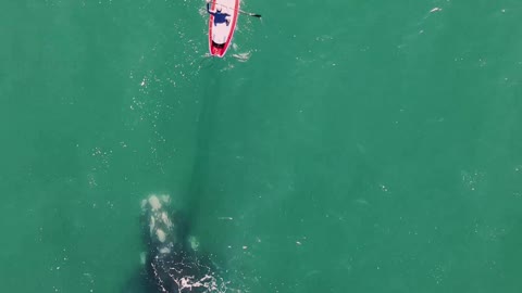 Whale Surfaces to Visit Paddleboarder