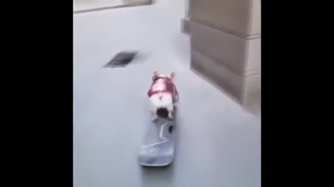 Amazing Skating Dog Shreds on Skateboard