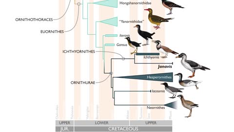 Janavis_ new species of toothed bird from the Age of Dinosaurs