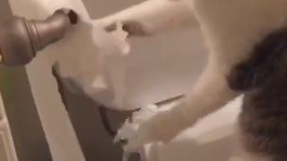 Cat Destroys Toilet Paper Roll, Then Rolls It Back Up!