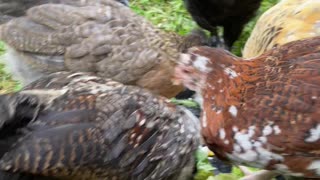 Lunchtime for the chickies.