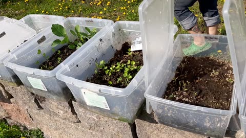 Outdoor winter seed sowing May update