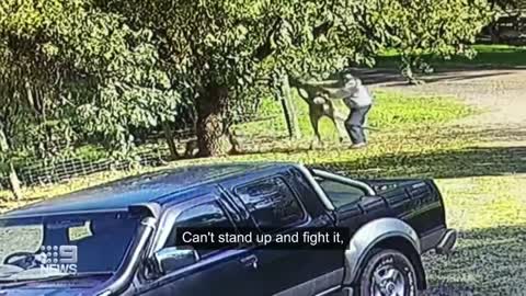 Victorian man fights feisty kangaroo in dramatic six-minute brawl