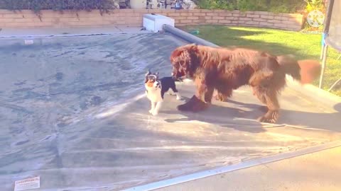 Puppy uses pool cover to escape from Newfie playmate