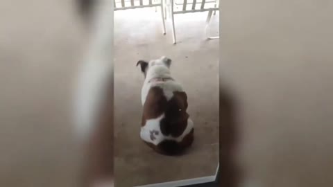 Funny dog video to bust your gut!